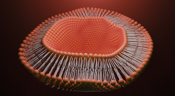 脂质双分子层或磷脂双分子层。图片下载