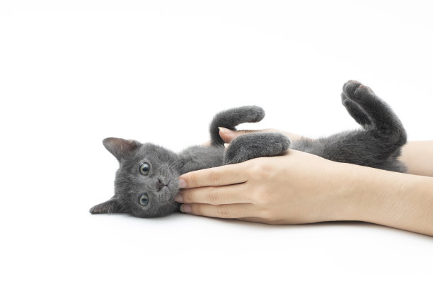 抱着一只可爱的小猫图片下载