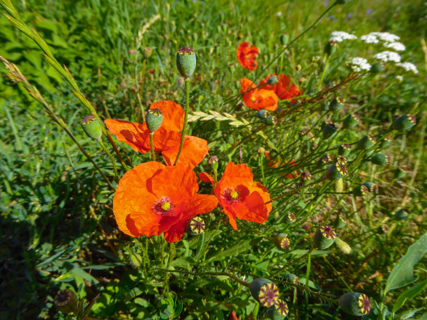 阳光明媚的草地野花-罂粟图片下载