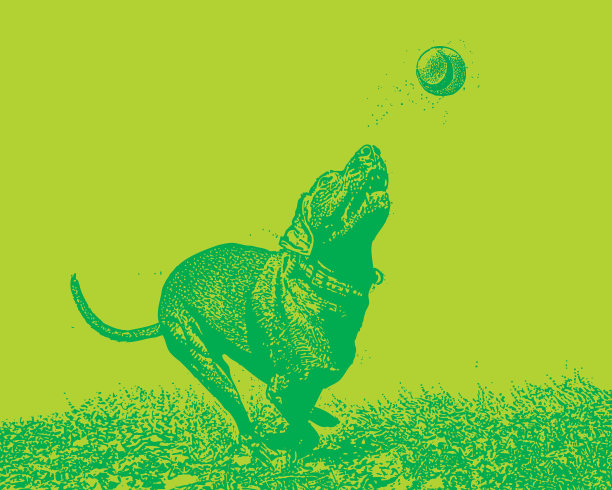 狗在追球图片下载