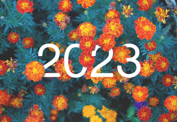 2023年新年白色的文字隐藏在橙色和黄色的金盏花中。花卉排版设计图片下载