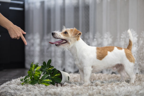 女孩用手势惩罚狗。杰克罗素梗把盆栽植物放在地毯上。家里乱糟糟图片下载