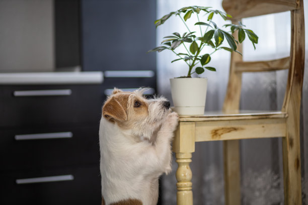 好奇的杰克罗素梗伸向椅子上的一盆植物。家里厨房里一团糟图片下载