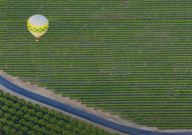 在葡萄园和橘子林上空漂浮的热气球图片下载