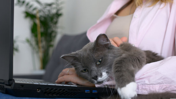 慵懒的家畜在女孩的手上发冷。女孩正在沙发上的黑色笔记本电脑上工作，大猫躺在附近。作业,自由。居家办公呆在家里图片下载