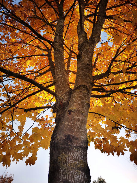 阿斯图里亚斯的一棵秋天的树，它所有的黄色叶子的特写图片下载