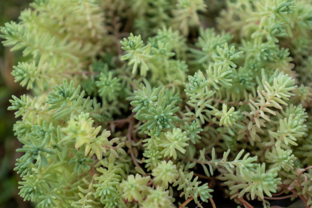 多肉植物的组成，俯视图。背景从景天植物海报，日历，张贴，屏幕保护程序，墙纸，明信片，张贴，横幅，封面，网站。高画质照片图片下载