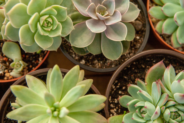 花盆里的多肉植物，俯视图。山苍花和景天花彩色莲座的组成。多汁背景的帖子，屏幕保护程序，墙纸，海报，横幅，封面。高画质照片图片下载