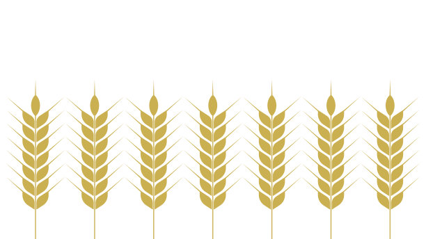 金黄色成熟的小麦孤立在白色上的穗图片下载