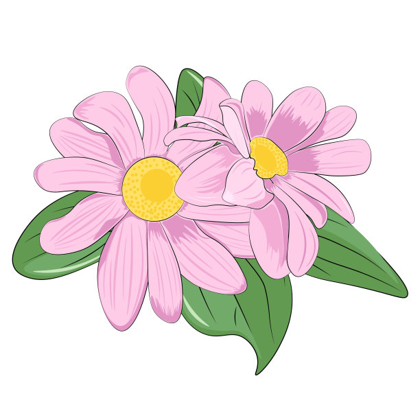 白色上的粉色雏菊图片下载