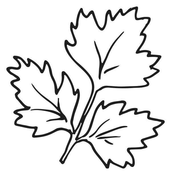 欧芹叶。手绘烹饪香菜图片下载