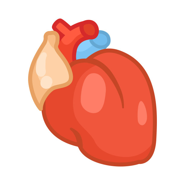 女性身体的心脏矢量插画图片下载