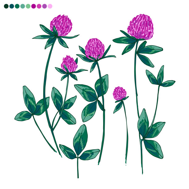 白色背景上的三叶草花颜色矢量。种植夏天的花草图片下载