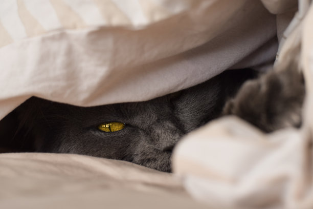 灰猫的脸从床上的被窝里探出头来图片下载