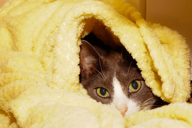 一只灰色的小猫藏在一张黄色的毯子里。他看起来很惊讶。有选择性的重点。有趣的猫。图片下载