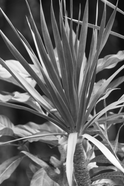 绿叶黄色质地图片下载