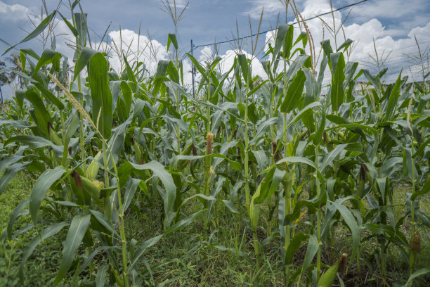 夏季玉米叶和芭蕉叶的特写照片。图片下载