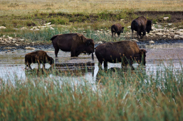 水牛在齐膝深的湖里图片下载