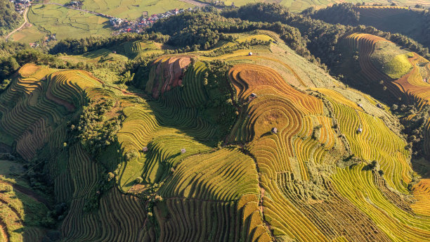 在越南西北部，梯田上的稻田准备收割。图片下载