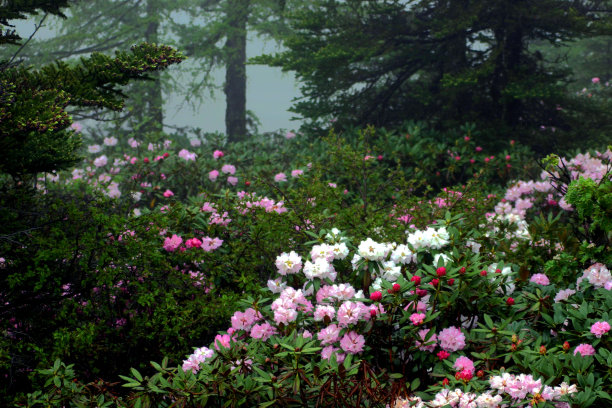 白马雪山杜鹃与热带雨林图片下载