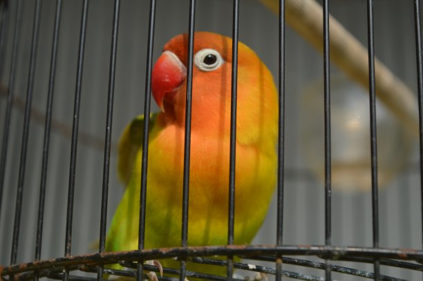 一种戴着菲舍尔眼镜的爱鸟，学名为Agapornis fishi，羽毛有红色、橙色、黄色和绿色，是许多爱鸟人士饲养的鸟类之一。图片下载