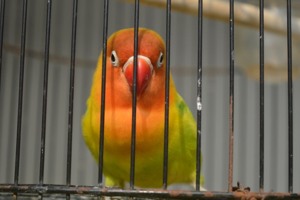 一种戴着菲舍尔眼镜的爱鸟，学名为Agapornis fishi，羽毛有红色、橙色、黄色和绿色，是许多爱鸟人士饲养的鸟类之一。图片下载