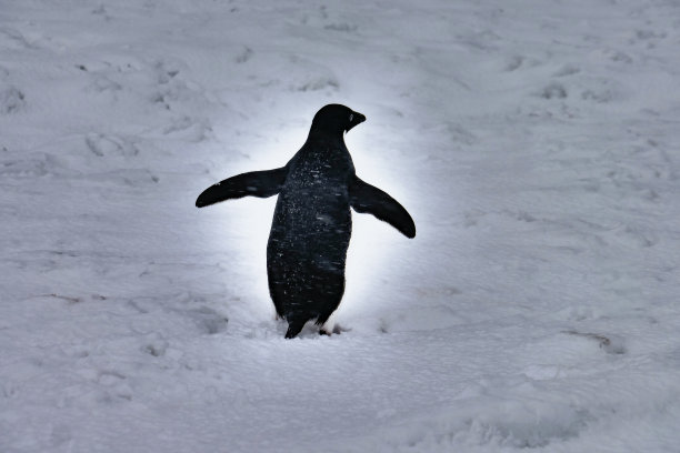 企鹅与雪，冰，海洋或陆地为背景图片下载