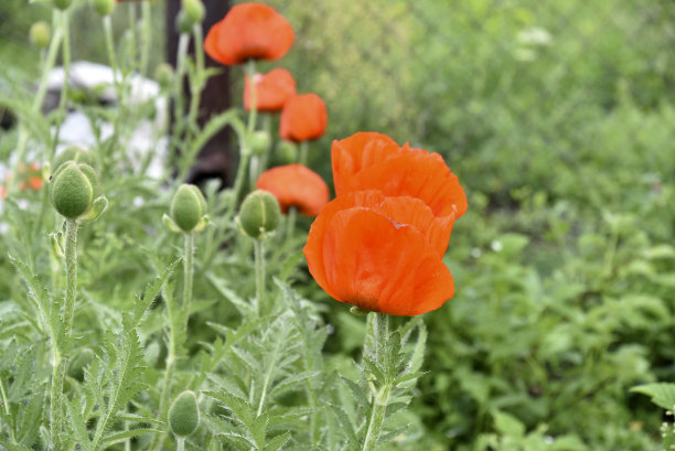 红色的罂粟花在绿色的夏日花园里。图片下载