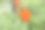 红色的罂粟花在绿色的夏日花园里。图片下载