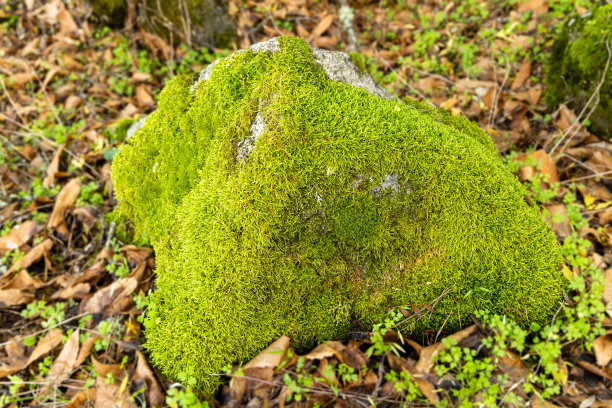 苔藓覆盖的岩石栗子林在罗萨斯德雷亚尔港在马德里省，西班牙图片下载