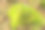 苔藓覆盖的岩石栗子林在罗萨斯德雷亚尔港在马德里省，西班牙图片下载