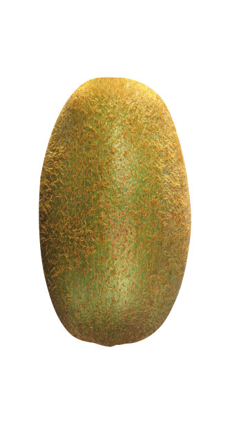 孤立在白色背景上的猕猴桃图片下载