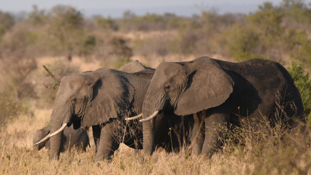在克鲁格国家公园的大草原上觅食的大象图片下载