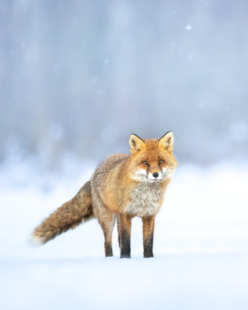 红狐在秋天的风景，欧洲的波兰，动物在温暖的阳光下漫步在草地上，狩猎的时间图片下载