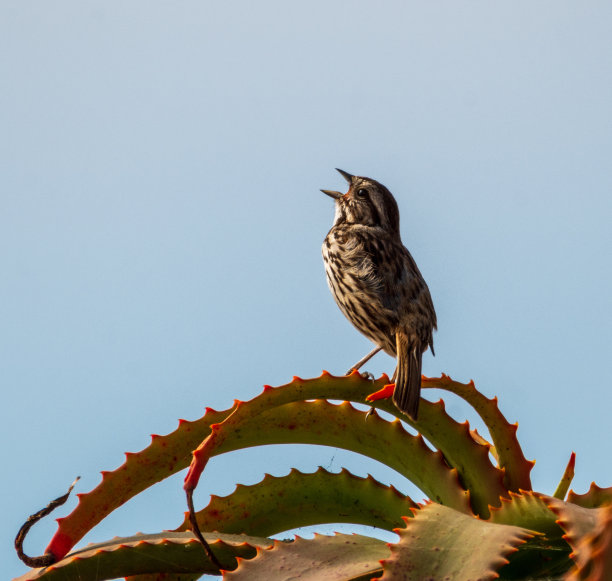 唱歌的麻雀栖息在多肉的植物上图片下载