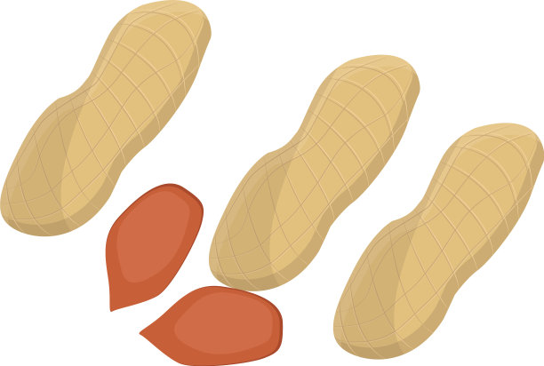 白色背景上的花生图片下载