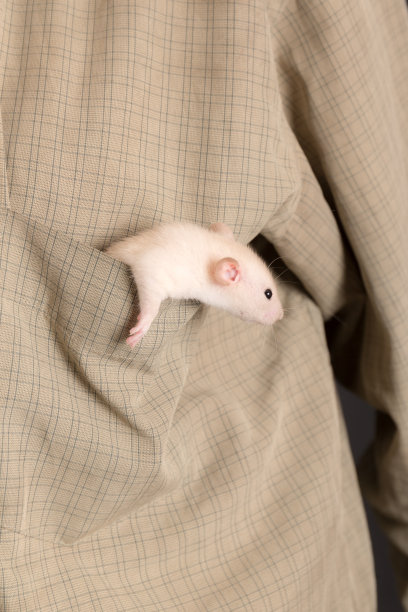 白色家鼠幼鼠图片下载