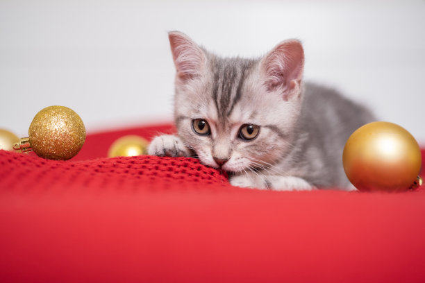 一只圣诞灰小猫在红色格子上玩圣诞树球。新年或圣诞节的明信片，上面有一只苏格兰猫。图片下载