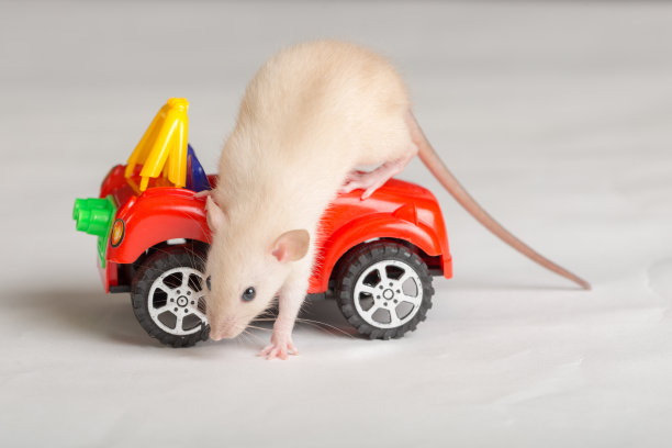 工作室的小老鼠肖像图片下载