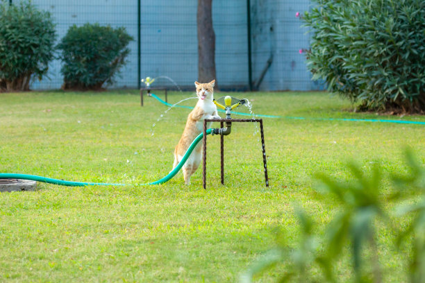 猫喝水图片下载