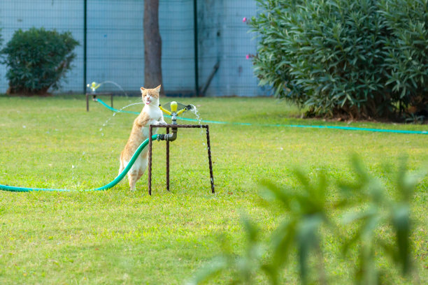 猫喝水图片下载