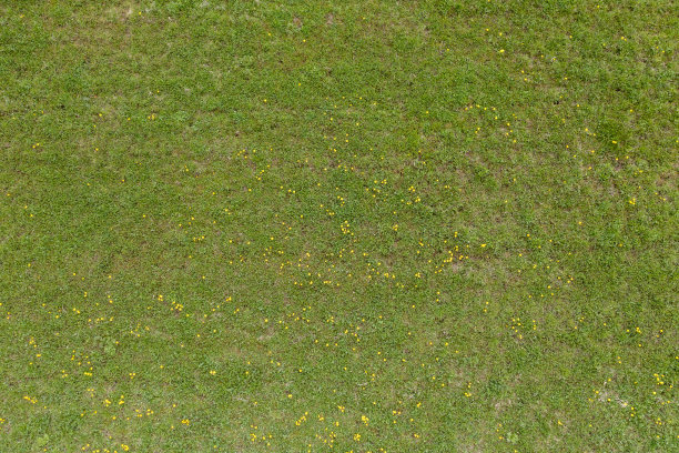 永远在上面的蒲公英田图片下载