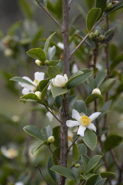 茶树花图片下载