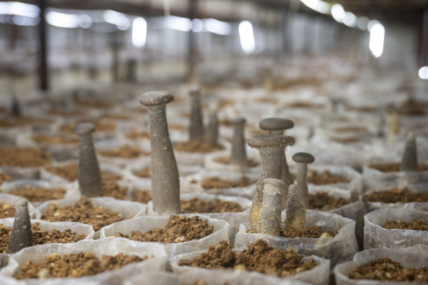 耕地上的蘑菇图片下载