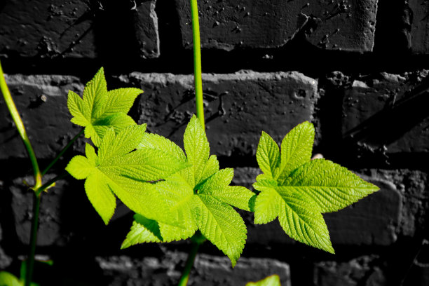 常春藤和砖墙背景图片下载