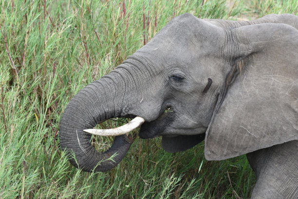 在克鲁格国家公园的奥利凡斯河芦苇床上觅食的象妈妈图片下载