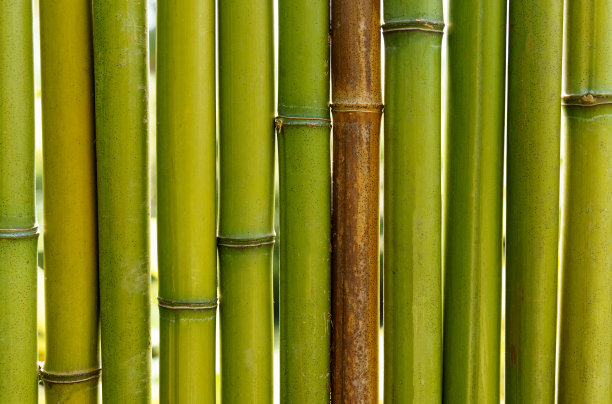 青竹墙体质感背景。背景和纹理。图片下载