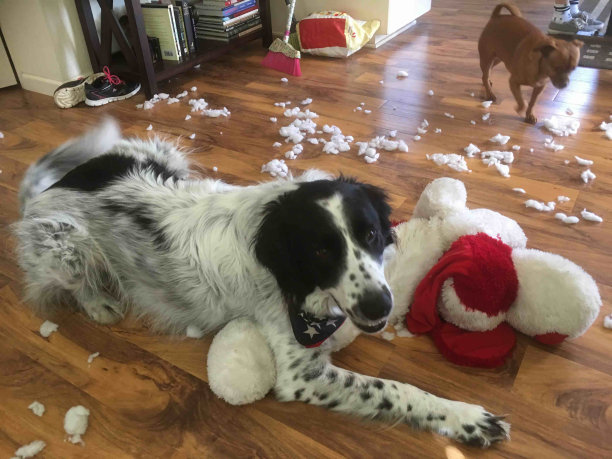 有趣的动物图片下载