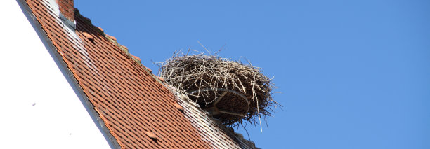 鹳的巢穴图片下载