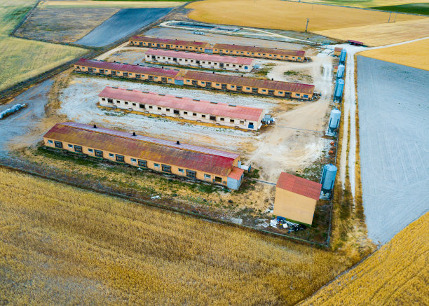 西班牙中部的养猪农场图片下载